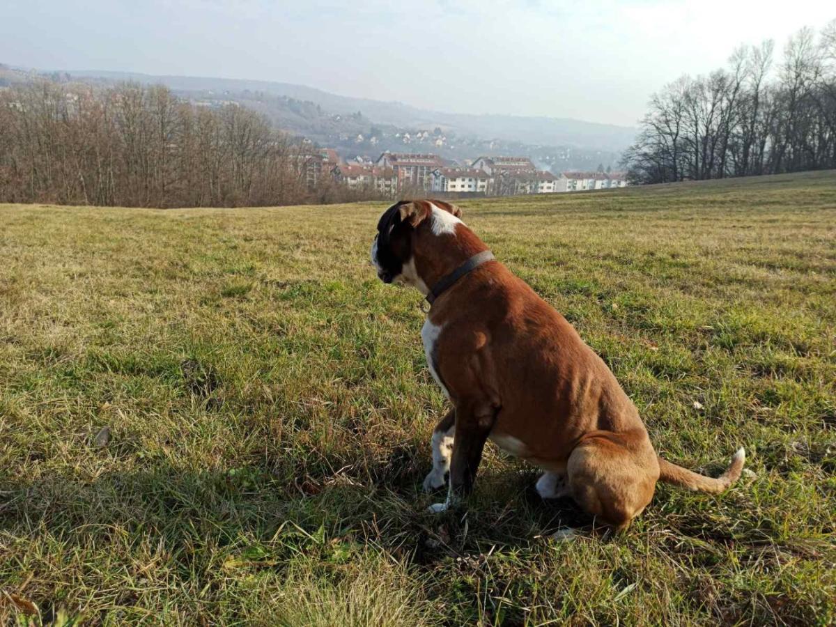 Apartmani La Grande Motte Vrdnik Esterno foto