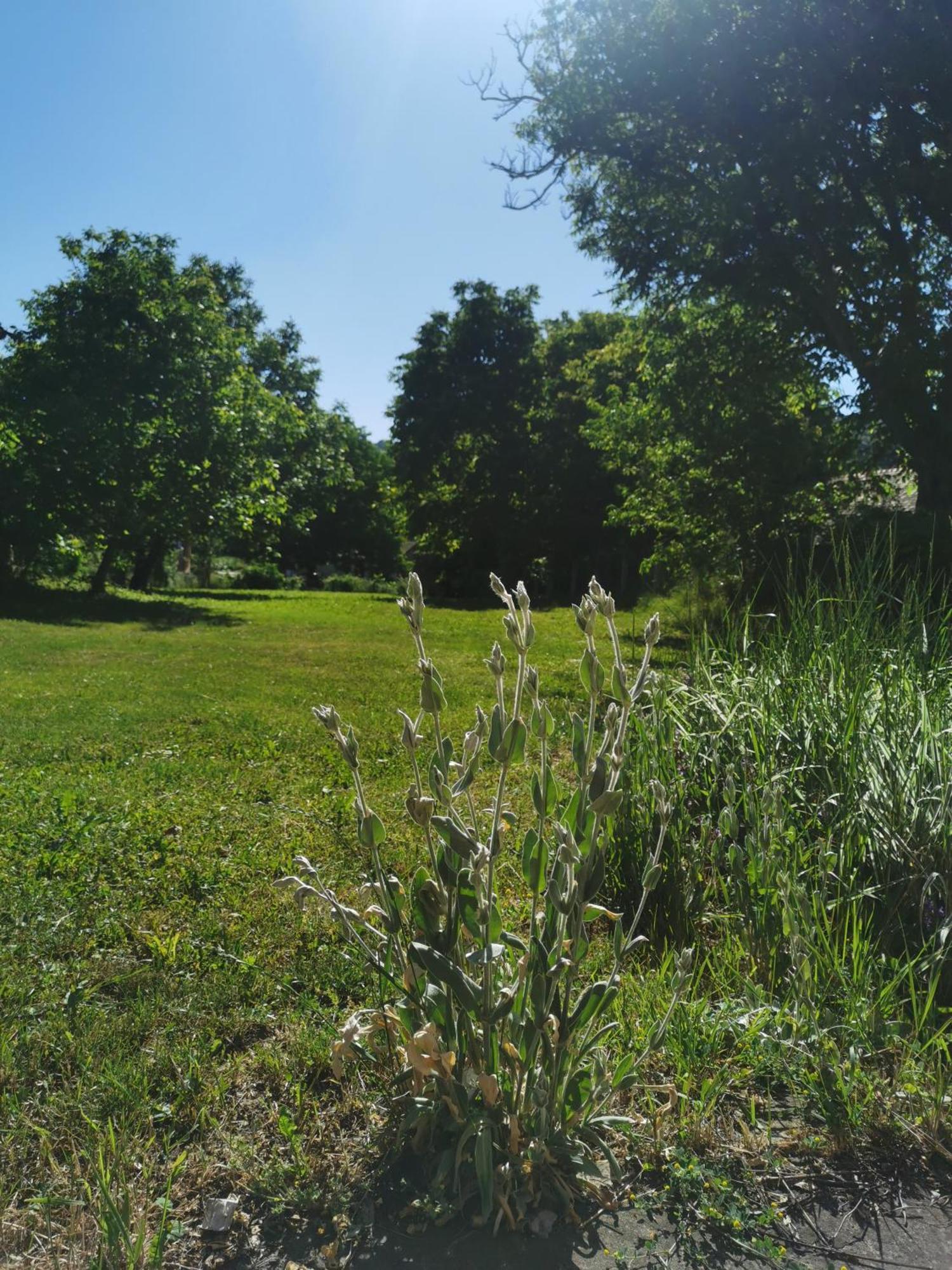 Apartmani La Grande Motte Vrdnik Esterno foto