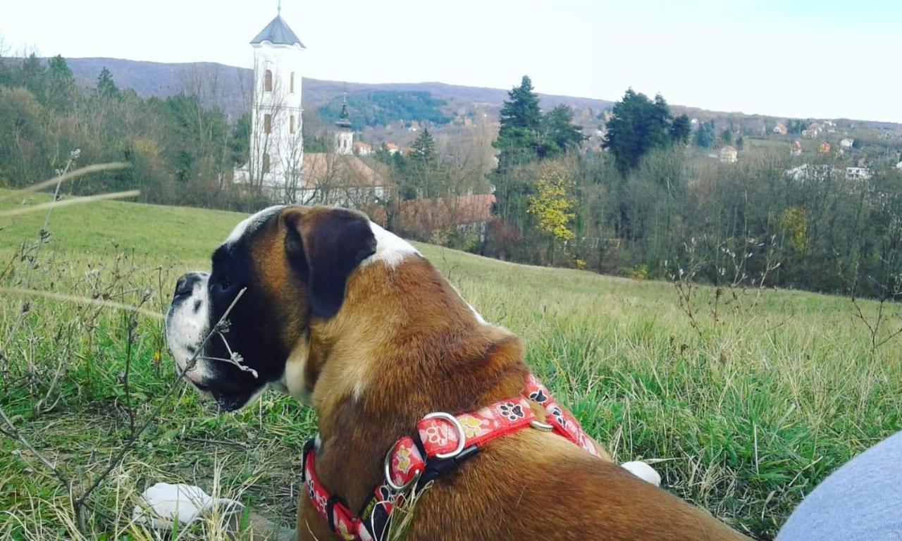 Apartmani La Grande Motte Vrdnik Esterno foto